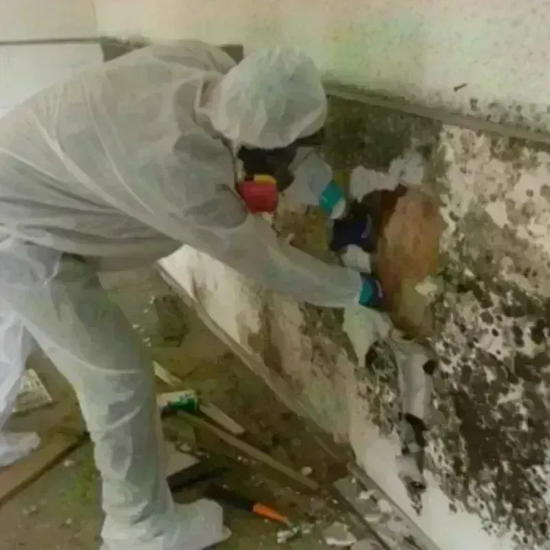 Mold Remediation and Removal in City of Manassas, VA